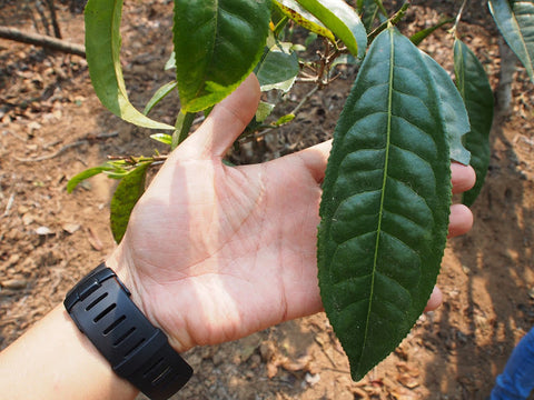 Large leaf varietal Mannuo kucha
