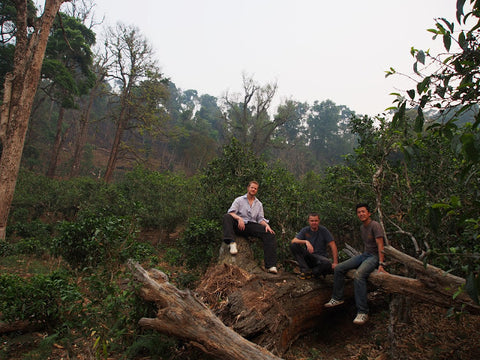 Pasha, Pyotr & Evgeny in our secret Bulang tea forest