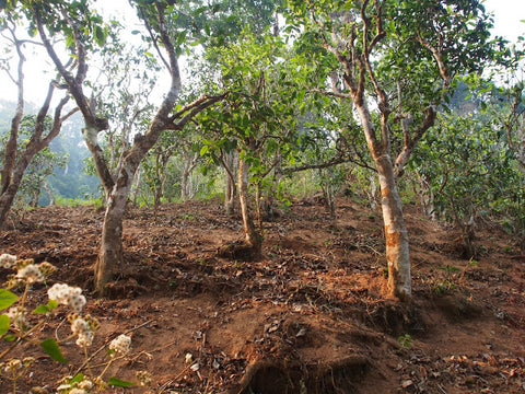 Ploughed Bulang tea garden, showing signs of erosion and exposed roots