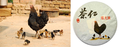 Left: Proud mother of 12 in Lao Ban Zhang. Right: Tea Urchin 2012 Spring Luo Shui Dong wrapper