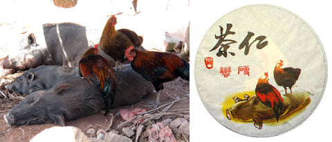 Left: Chickens in Gua Feng Zhai. Right: Tea Urchin 2012 Spring Man Zhuan wrapper