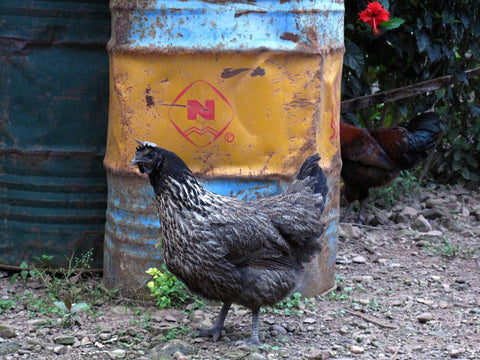 Black speckled hen in Man Gong village, Yibang