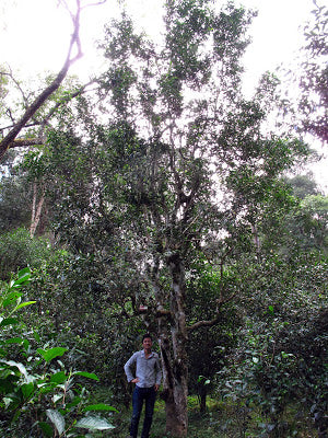 The "king of trees" in Da Ping Zhang