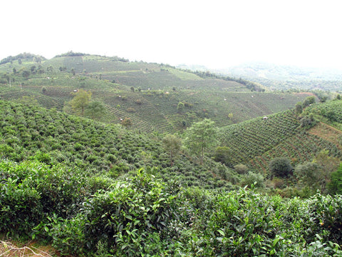 "Naturally grown" tea plantations on the lower slopes of Jingmai