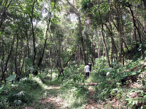 Hiking up the trail to Mangzhi's Imperial Tea Garden 皇家茶园