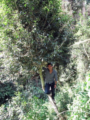 A 10m tall tree in Mangzhi's Imperial Tea Garden