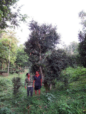 Ancient tea tree in Hong Tu Po 红土坡, Mangzhi 莽枝