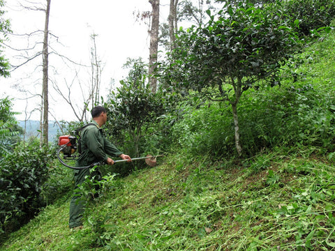 Our Luo Shui Dong supplier cutting the grass in his tea garden 