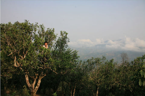 Picking tea high in the trees, above the clouds