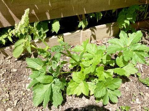 Meisterwurz im Garten im Frühling