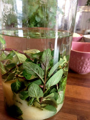 Pfefferminze, Zucker und Bio Korn in einem Auszugsglas