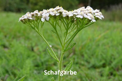 Schafgarbe