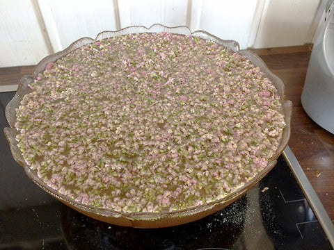 Rosa Schafgarbenblüten in einer Glasschüssel mit Zuckerlösung aufgefüllt