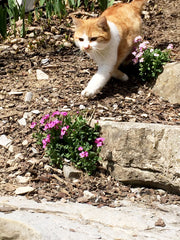 Rote Katze namens Sky im zeitigen Frühjahr im Garten