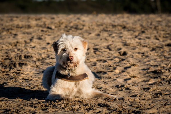 Hondje Soesterduinen