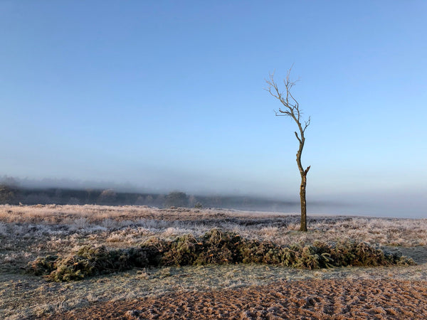 Rozendaalse Veld