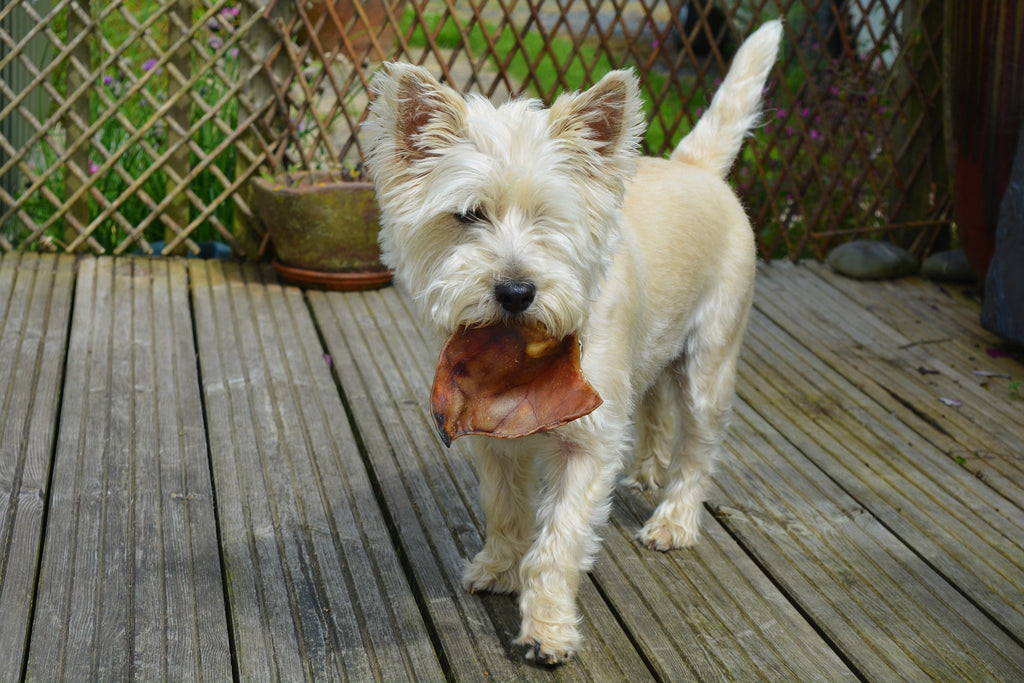 Hondje met varkensoor