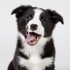 Bordercollie pup die melktanden laat zien.