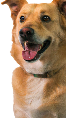 Bruine hond met een mooie vacht van Woef Woef Snacks