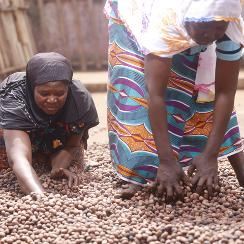 Image of two ladies collecting shea nuts