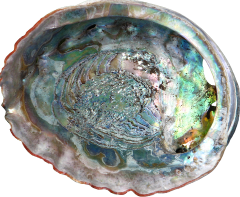 What is Abalone?