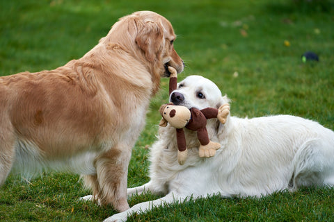 retriever hunde spielen mit plüschaffe