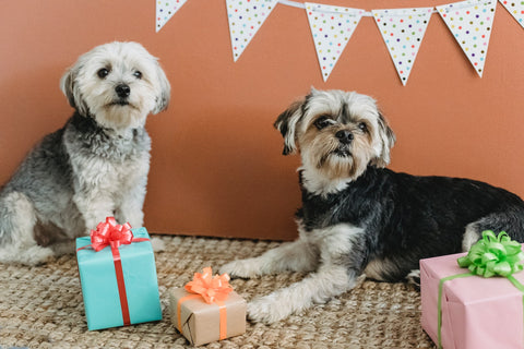 yorkshire terrier mit geschenken