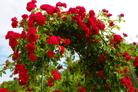 Climbing Roses