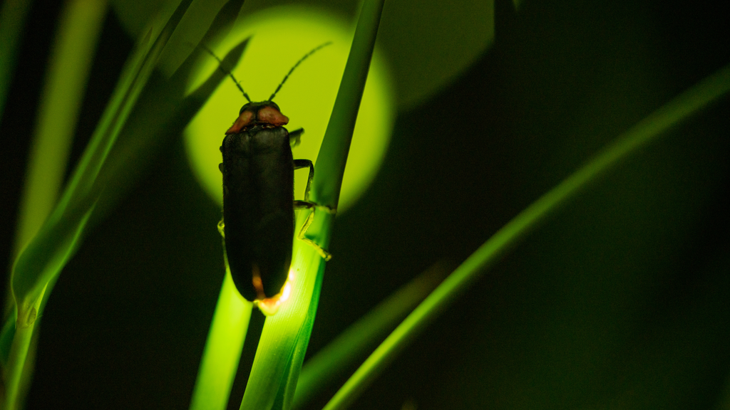 Rekindling the Glow: Are Fireflies Declining?