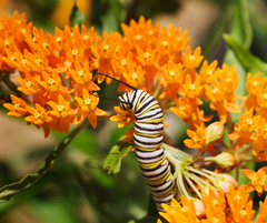 Monarch caterpillar on orange butterfly milkweed