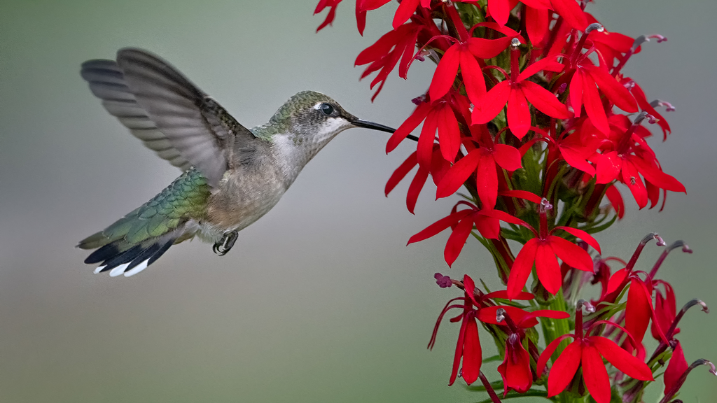 hummingbird visiting lobelia cadinalis