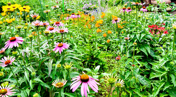 A colorful backyard pollinator garden