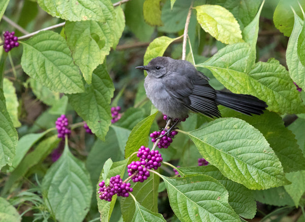Plant Native Trees and Shrubs that Produce Berries for Birds