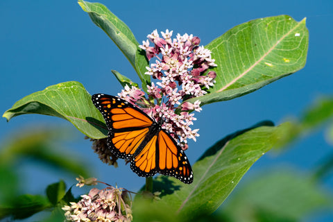 Photo of a monarch butterfly on a swamp milkweed plant.