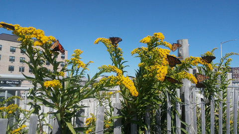 Monarch butterflies resting on goldenrod.