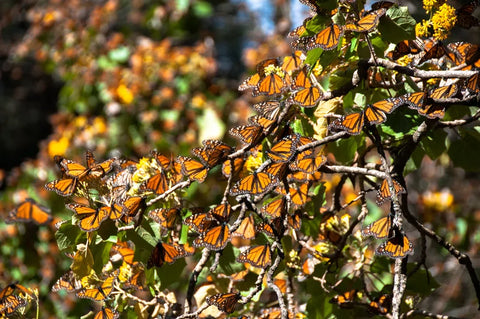 Monarchs overwintering at the Monarch Butterfly Biosphere Reserve in Michoacán, Mexico