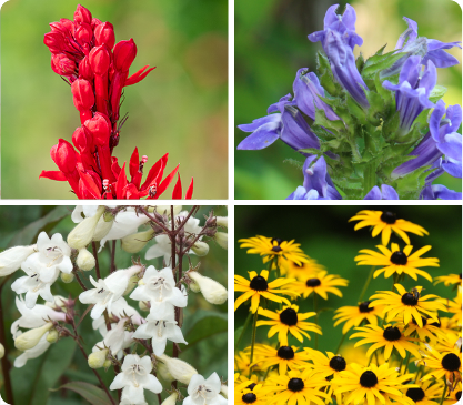 Part Shade Pollinator Power