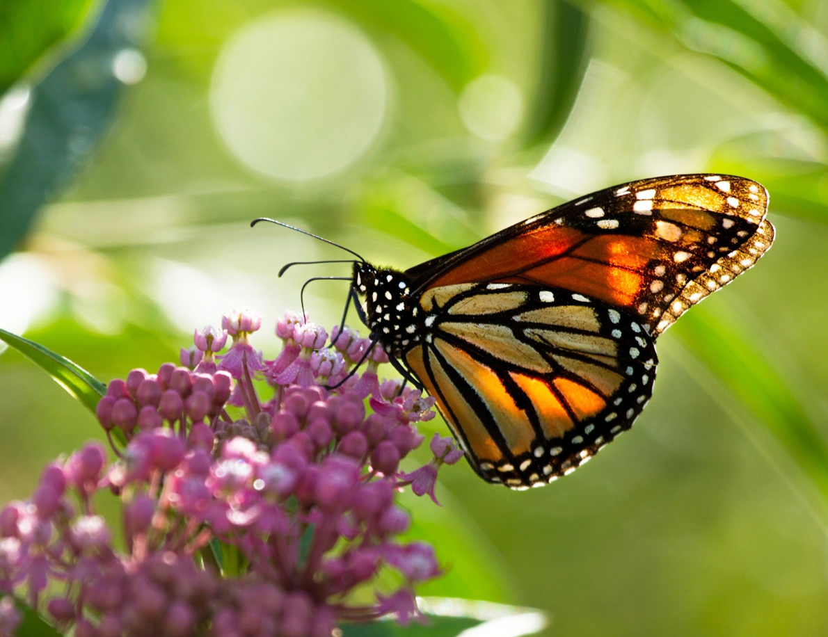 monarch butterflies on milkweed