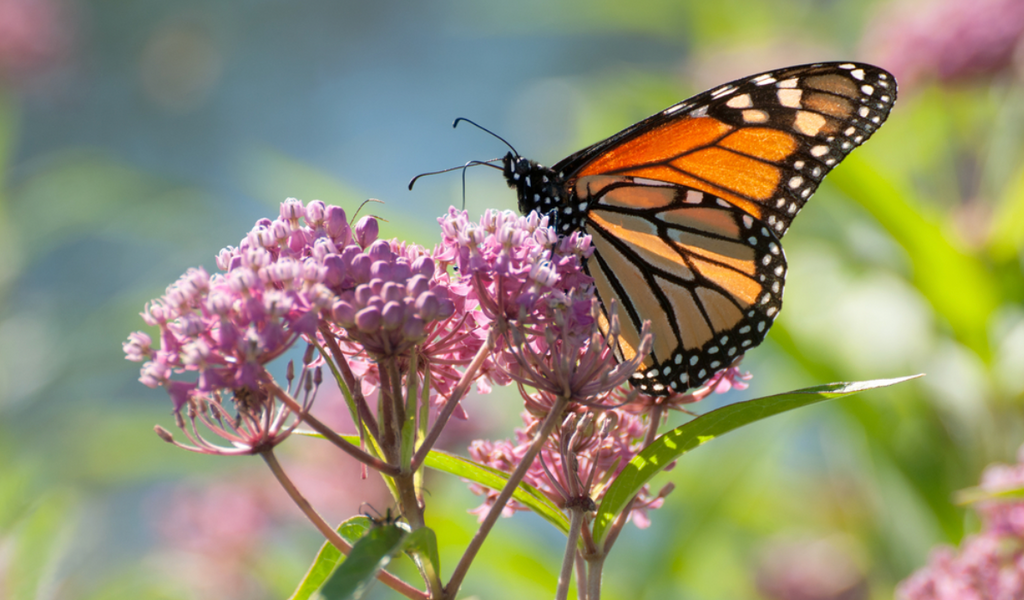 monarch butterfly on pink swamp milkweed