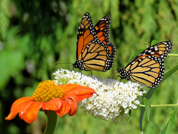 Two Monarch butterflies and flowers in garden