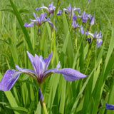 blue flag iris native plant