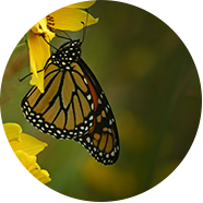 Number of butterfly species benefitted - this number can change Number of butterfly species benefitted - this number can change