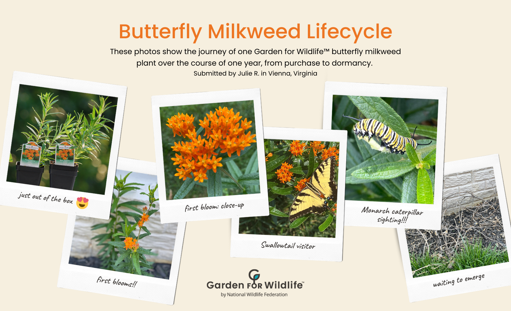Orange butterfly milkweed lifecycle