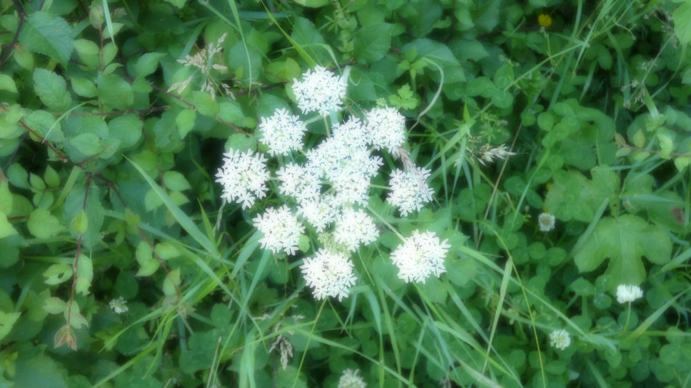 Asclepias Verticallata oks Whorled Milkweed from England