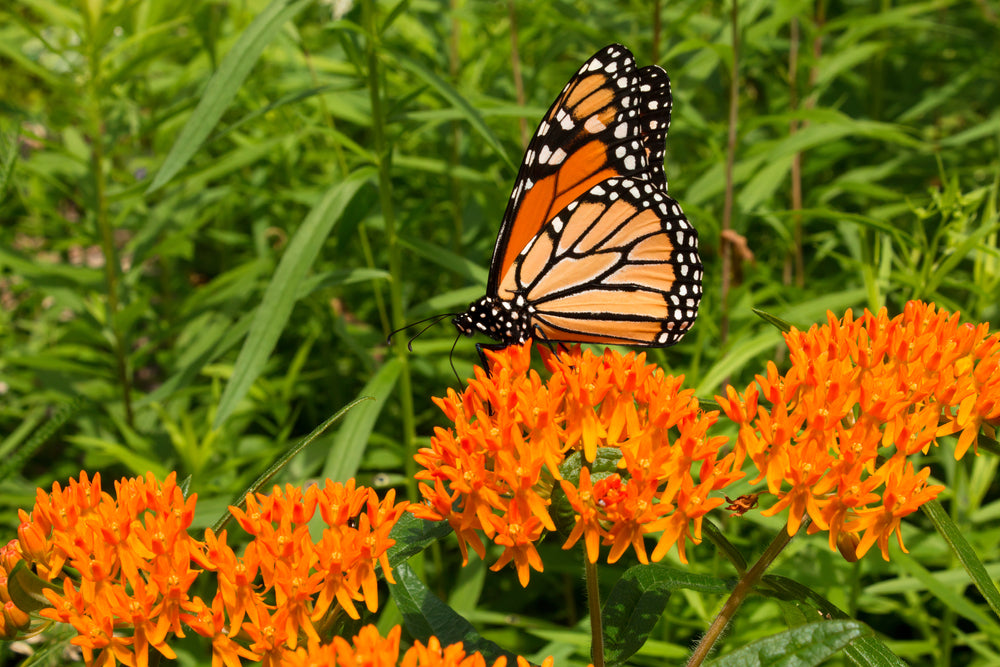 Monarch butterfly feeding on orange butterfly weed wildflowers in perennial garden