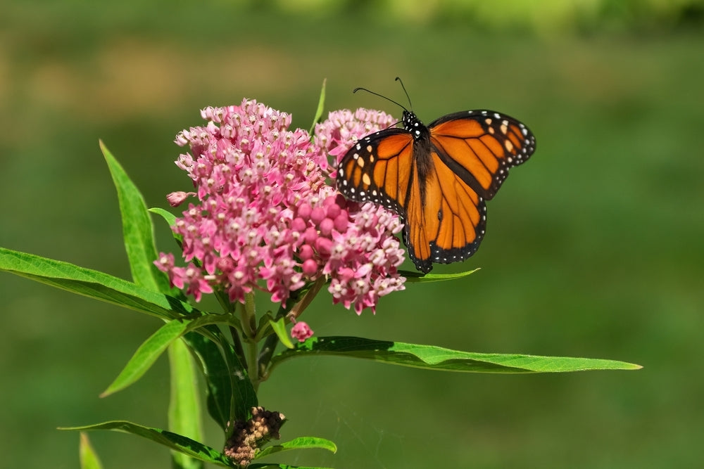 Close up of Monarch Butterfly Spreading its Wings on a Pink Swamp Milkweed Flower