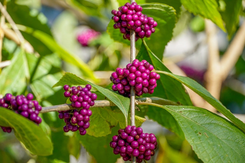 American Beautyberry Shrub With Green Leaves