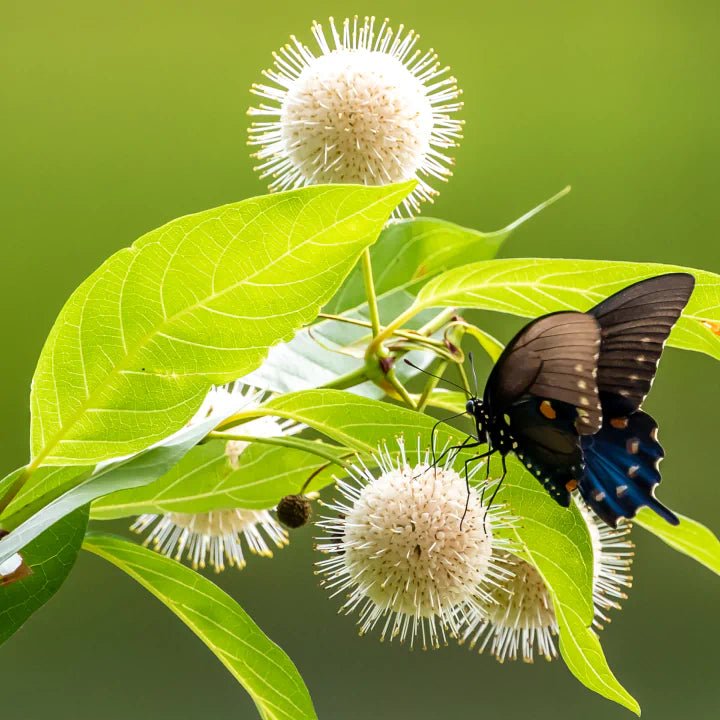 Buttonbush Shrub - Garden for Wildlife product image