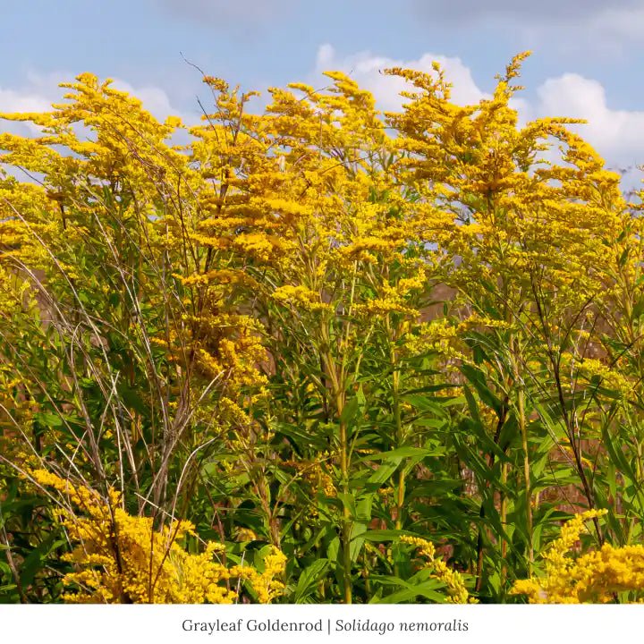 Grayleaf Goldenrod Native Plant Set | Garden for Wildlife