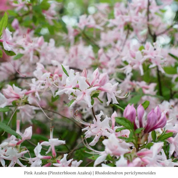 Pink Azalea Shrub | Garden for Wildlife